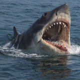 Jaws