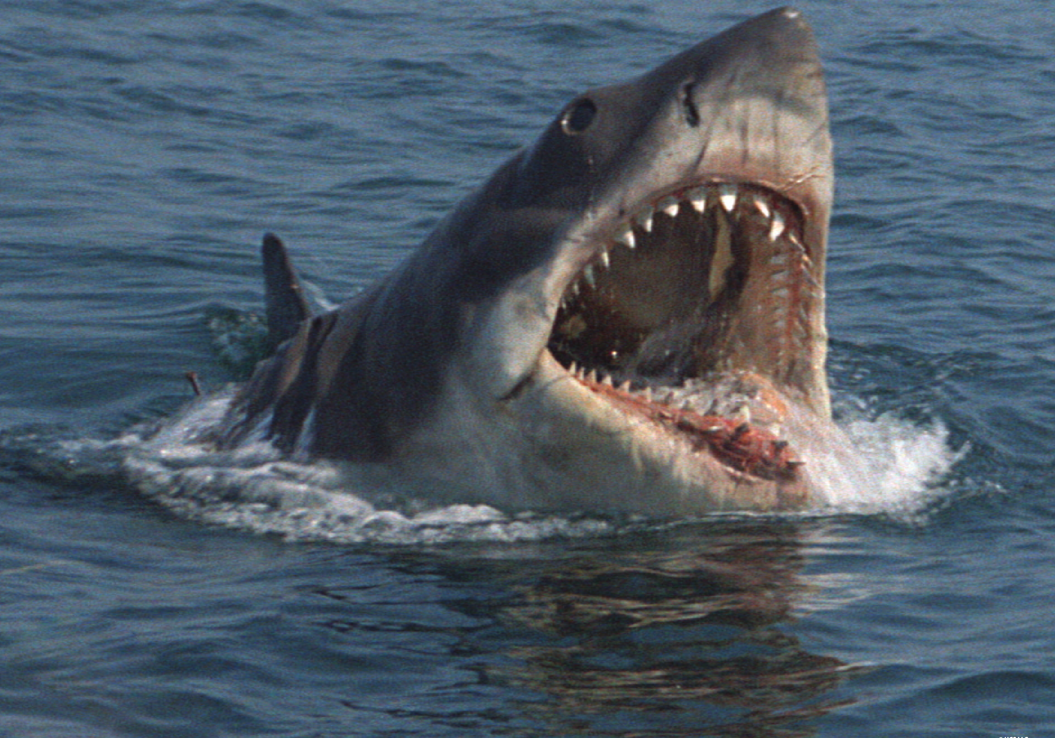 Jaws