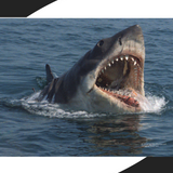 Jaws