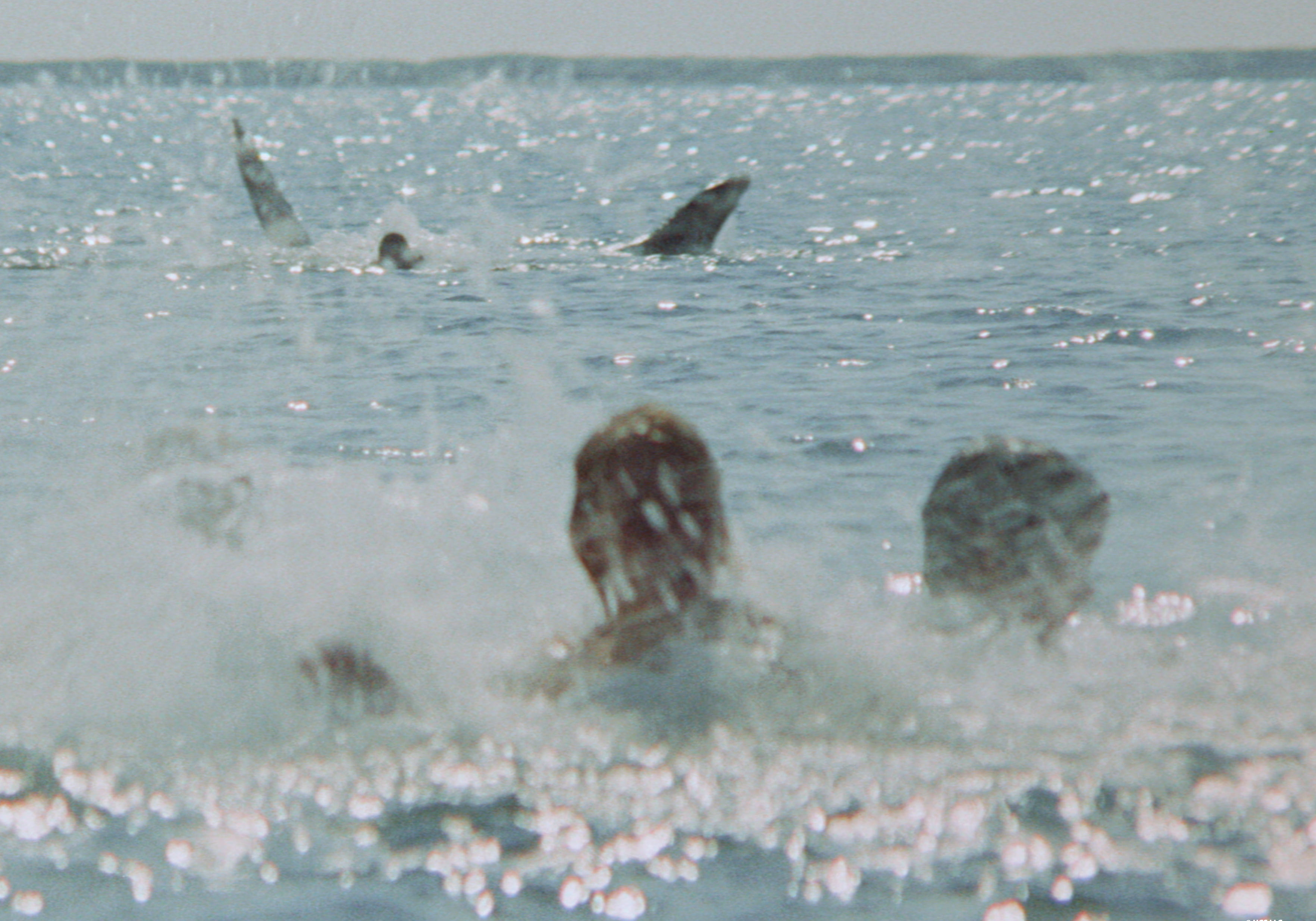 Jaws