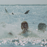 Jaws
