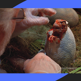Jurassic Park