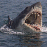 Jaws