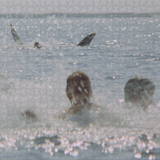 Jaws